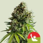 NYC Sour D Auto 1